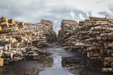 WWF pitää metsien käytön lisäämistä virheenä | 1Uutiset - Lukemisen tähden | Scoop.it