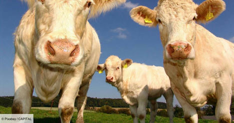 La France bientôt menacée par une pénurie de viande bovine ? | Actualité Bétail | Scoop.it