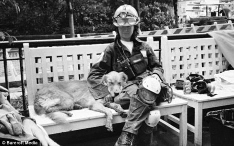 The 9/11 rescue dogs: Portraits of the last surviving animals who scoured Ground Zero one decade on | Medical Disasters: EM 351, EM 421,  EM 570 | Scoop.it