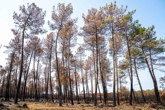 Incendies en Gironde et dans les Landes : les 14 mesures de la R&eacute;gion | Nouvelle-Aquitaine | Scoop.it