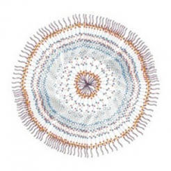 Maladie de Charcot-Marie Tooth : une innovation th&eacute;rapeutique 100% fran&ccedil;aise &agrave; base d&rsquo;ARN | Life Sciences Universit&eacute; Paris-Saclay | Scoop.it