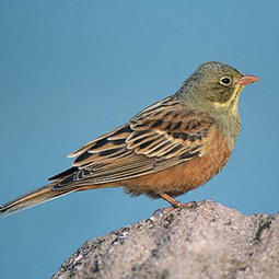 Le Bruant ortolan : en déclin en Europe, mais en expansion en Italie ? | Les oiseaux au gré du vent | Scoop.it