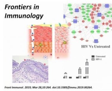 Drug candidate for reversing mucosal barrier damage by HIV: Research in preclinical models suggests that recombinant molecule could act as a topical anti-HIV microbicide | Mucosal Immunity | Scoop.it
