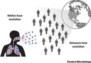 Within-Host Evolution of Human Influenza Virus | Virology News | Scoop.it