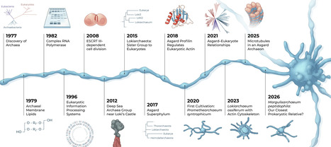Asgard archaea: have we found our microbial ancestors? | EMBO | RMH | Scoop.it