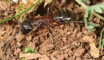 Près de 16 000 données sur les fourmis versées dans l'INPN par AntArea | Insect Archive | Scoop.it