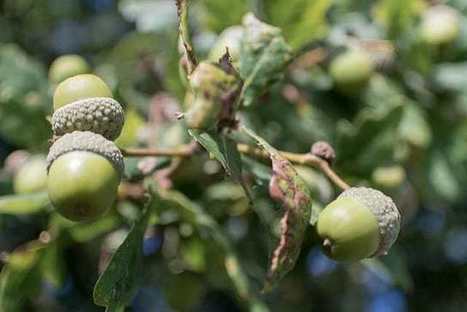20 Native North American Foods with Stories to Tell – | South Dakota History | Scoop.it
