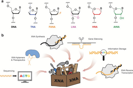 How custom polymerases are driving innovation in synthetic biology | cin | RMH | Scoop.it