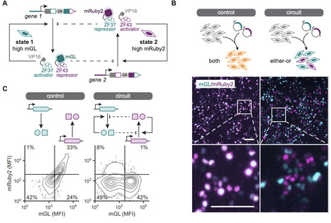 Model-guided design of single-cargo, dual-attractor gene circuits | brvsb | RMH | Scoop.it