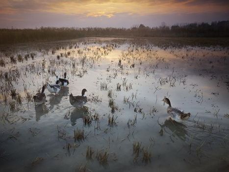 Les canards veillent au grain de riz | Les Colocs du jardin | Scoop.it
