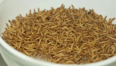Demain, des insectes dans nos assiettes ? | Histoires Naturelles | Scoop.it