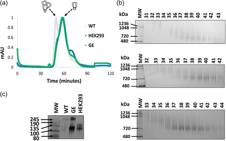 Augmenting glycosylation-directed folding pathways enhances the fidelity of HIV Env immunogen production in plants | Plant Molecular Farming | Scoop.it