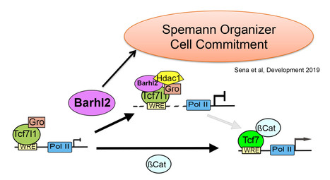 Un verrou sur l'activité transcriptionnelle du facteur T (Tcf)  désactive la réponse à la voie de signalisation Wnt/β-Catenin | Life Sciences Université Paris-Saclay | Scoop.it