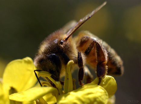 Les pesticides nuisent &agrave; la capacit&eacute; d&rsquo;apprentissage des abeilles, mettant en jeu leur survie | EntomoNews | Scoop.it