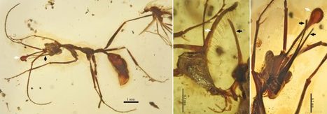 Une étrange fourmi-licorne de 99 millions d’années | EntomoNews | Scoop.it