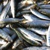 Golfe du Lion: où sont passées les sardines? | Biodiversité - @ZEHUB on Twitter | Scoop.it
