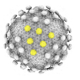 Antigen self-anchoring onto bacteriophage T5 capsid-like particles for vaccine design | I2BC Paris-Saclay | Scoop.it