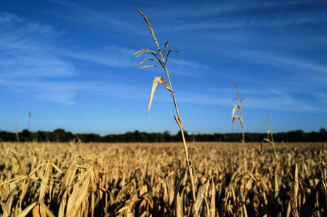 L’irrigation du maïs représente-t-elle un quart de l’eau douce consommée en France ? | Questions de développement ... | Scoop.it