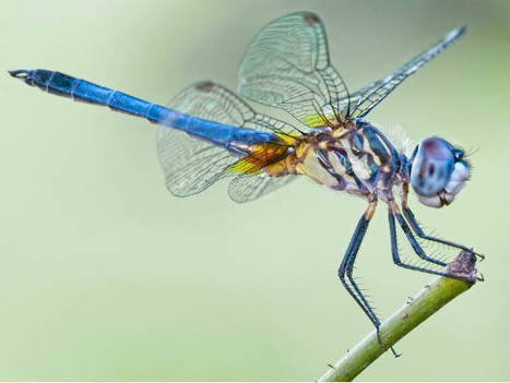 Dragonflies and frogs inspired the best of biomimicry in 2013 | Complexity and Random Overlaps | Scoop.it