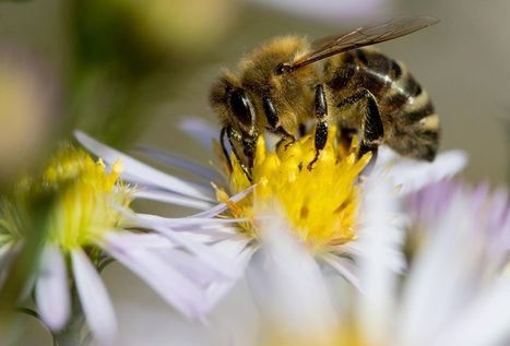 Pesticides «tueurs d'abeilles» : une nouvelle couleuvre majeure pour Nicolas Hulot ? | Variétés entomologiques | Scoop.it