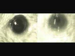 Chemical makes blind mice see instantly by turning ganglia cells light sensitive themselves | Amazing Science | Scoop.it