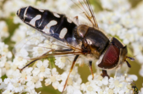 Retour sur les Rencontres naturalistes 2019 : Documents | ARB îdF | Insect Archive | Scoop.it