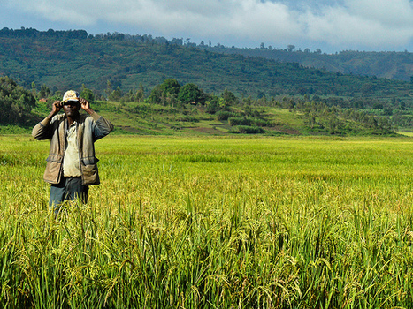Le Burundi appelle à l'aide pour financer son agriculture | Questions de développement ... | Scoop.it