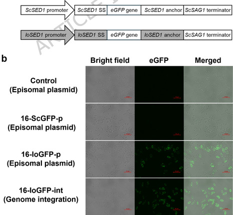 Engineering a robust cell-surface display platform in the multi-stress-tolerant yeast Issatchenkia orientalis | Amb | RMH | Scoop.it