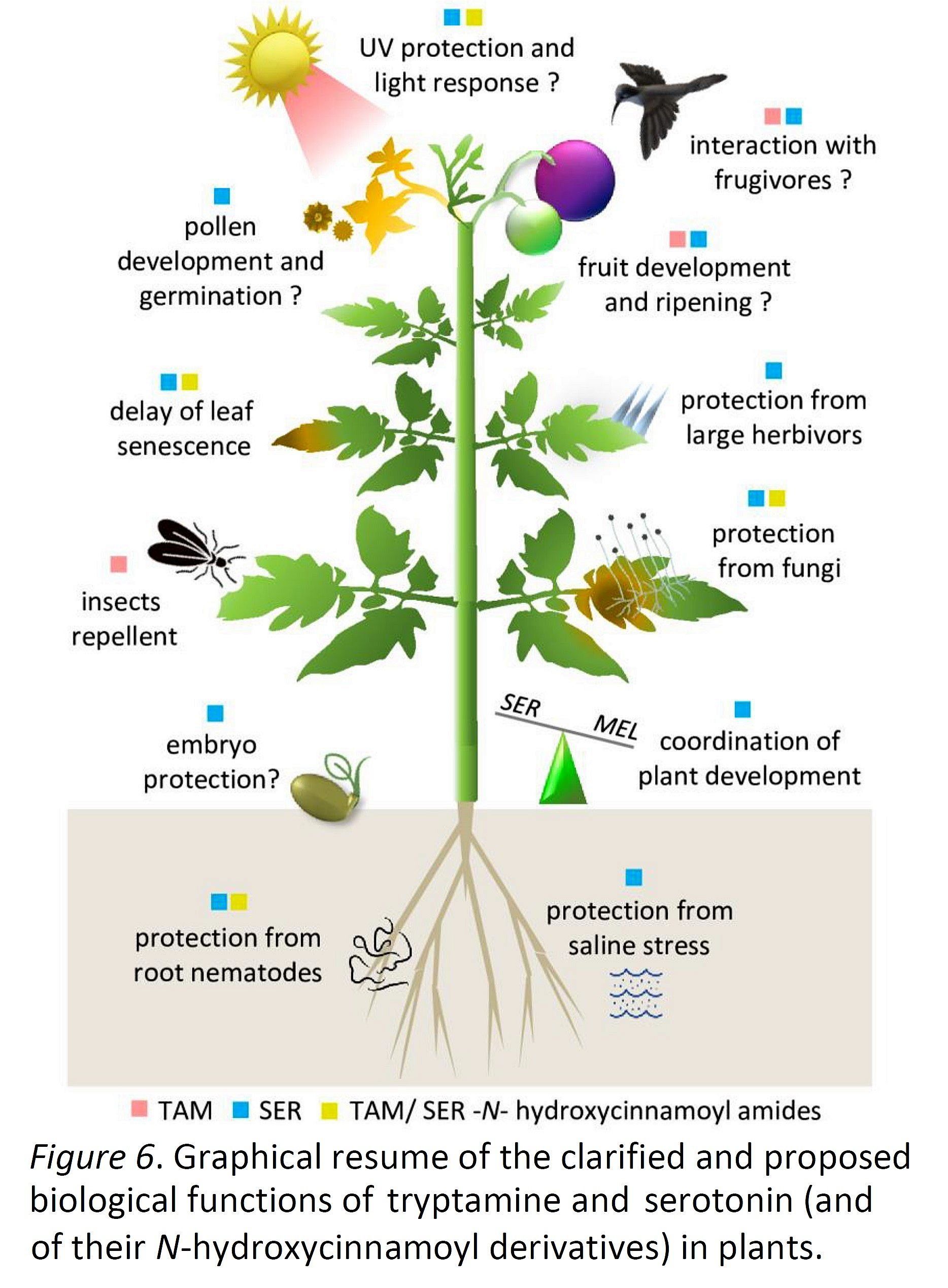 The case of tryptamine and serotonin in plants:...