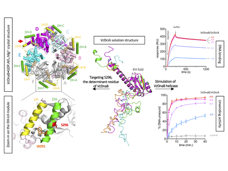 Study of the DnaB:DciA interplay reveals insights into the primary mode of loading of the bacterial replicative helicase | I2BC Paris-Saclay | Scoop.it
