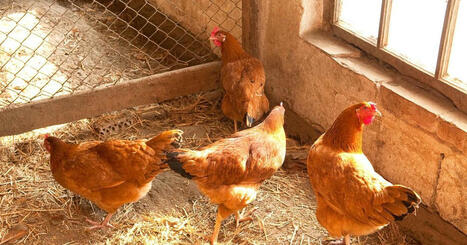 MALTA : Two poultry farms report contagious Newcastle Disease | CIHEAM Press Review | Scoop.it