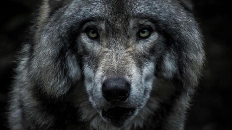 Un hybride chien-loup identifi&eacute; &agrave; l'&eacute;tat sauvage en Gr&egrave;ce pour la premi&egrave;re fois | Biodiversit&eacute; - @ZEHUB on Twitter | Scoop.it