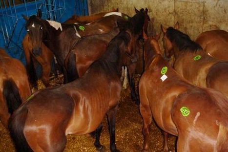 La SPCA de Montréal appuie le projet de loi C-571 qui s'oppose à l'abattage de chevaux | La Gazette des abattoirs | Scoop.it