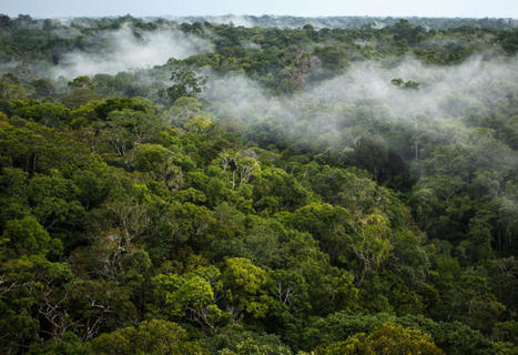 "Amazonie, les myst&eacute;rieuses cit&eacute;s dorment", sur France culture | T&eacute;l&eacute;d&eacute;tection veille IST INRAE & AgroParisTech | Scoop.it