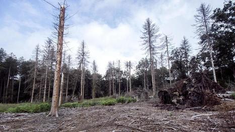 Champignons, insectes, changement climatique… Les forêts et arbres du Nord et du Pas-de-Calais en péril | Vers la transition des territoires ! | Scoop.it