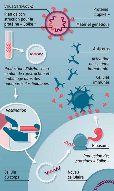 Cette illustration explique le principe des vaccins à ARNm, une technologie innovante qui a joué un rôle majeur dans la réponse contre le SARS-CoV-2. 1. Identifier la cible : la protéine Spike Le…... | Immunology and Biotherapies | Scoop.it