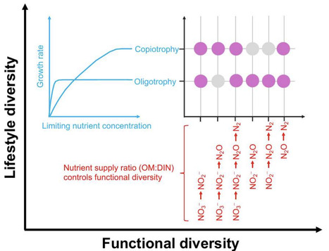Lifestyle Differentiation Among Marine Denitrifying Microorganisms | isme | RMH | Scoop.it