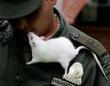 Rats help Colombia sniff out deadly landmines | Strange days indeed... | Scoop.it