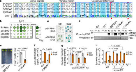 Phytocytokine signalling reopens stomata in plant immunity and water loss | Publications scientifiques | Scoop.it