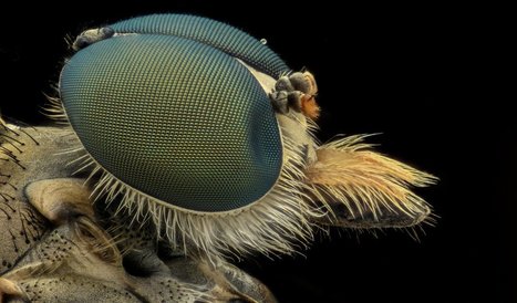 Insect Eyes Inspire Structure of New Solar Panel Cell | Biomimicry | Scoop.it