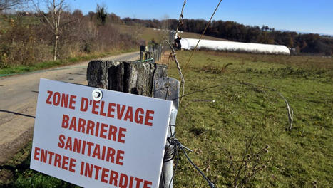 Tarn : 17 communes plac&eacute;es en zone de contr&ocirc;le temporaire pr&eacute;ventive apr&egrave;s la suspicion d&rsquo;un cas de grippe aviaire | Crise sanitaire | Scoop.it