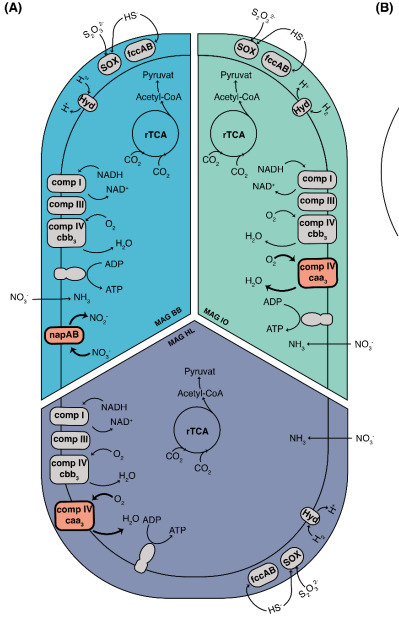 A global genomic survey of prokaryotic carbon fixation reveals an oxygen-tolerant rTCA cycle in the surface ocean | brvsys | RMH | Scoop.it