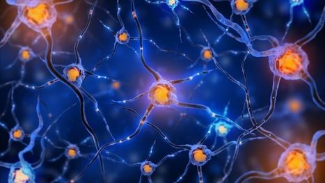 Neuronal Connections and the Chemoaffinity Hypothesis | El Paso, TX Chiropractor | Call: 915-850-0900 | Spine Health & Spinal Hygiene | Scoop.it