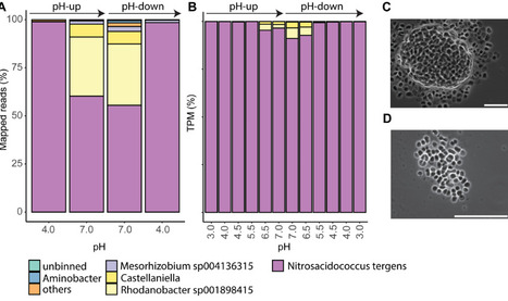 Robust ammonia oxidation by &ldquo;Candidatus Nitrosacidococcus tergens&rdquo; across a broad pH range | mBio | RMH | Scoop.it