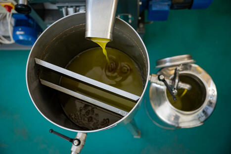Il potenziale d'export di olio di oliva del Marocco: 60 mila tonnellate | OLIVE NEWS | Scoop.it