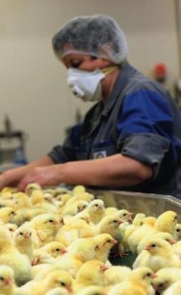 Trop de poussières dans les couvoirs - Actualité 10-09-2013 - REUSSIR AVICULTURE | SCIENCES DE L' ANIMAL | Scoop.it