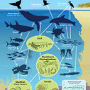 Ocean Acidification: The Basics | Coastal Restoration | Scoop.it