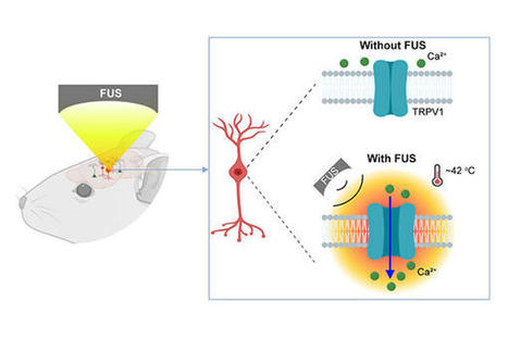 New tool activates deep brain neurons by combining ultrasound, genetics | healthcare technology | Scoop.it