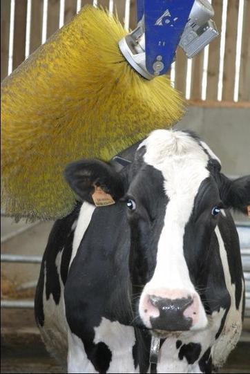 Le débat sur le statut juridique de l’animal se radicalise - 07-04-2014 - REUSSIR LAIT | SCIENCES DE L' ANIMAL | Scoop.it