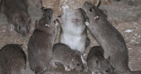Sant&eacute;. &laquo;&nbsp;Une v&eacute;ritable psychose s'est install&eacute;e&nbsp;&raquo;&nbsp;: face &agrave; l'hantavirus, les rongeurs cibl&eacute;s | Plan&egrave;te DDurable | Scoop.it